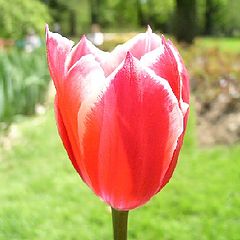 фото "the pink flower"