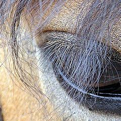 photo "Mirror oppress horses"