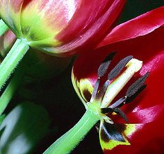 photo "Tulips"