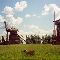 фото "Happy dog from Suzdal"