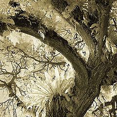 photo "ferntree"