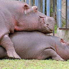 фото "Two hippopotamus"