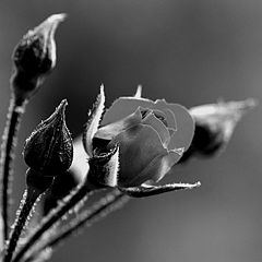 фото "The gray Rose"