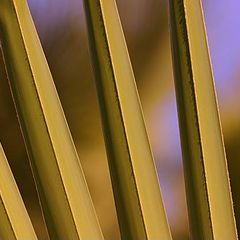 photo "Palm Leaves"