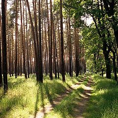 photo "Spreewald"