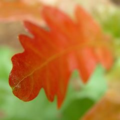 photo "Young but red."