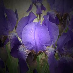 photo "iris"