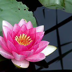 photo "Waterlily (1)"