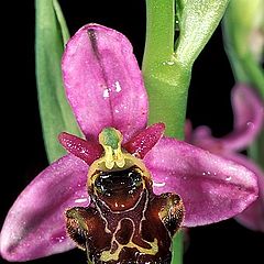 photo "Ophrys scolopax"