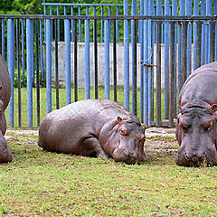 фото "Mather,Father and I - frendly family."