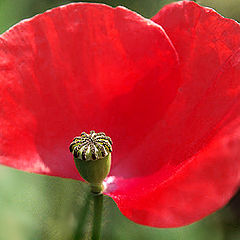 photo "Red-Blooded"
