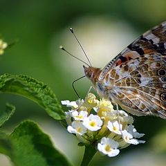 фото "(Cynthia cardui Linneo)"