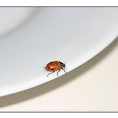 photo "Ladybug for Lunch"