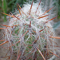 photo "Hairy and prickly"