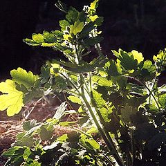 photo "Greater Celandine"