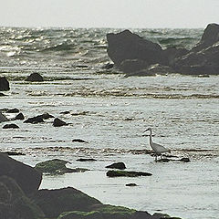 photo "Heron in the sea."