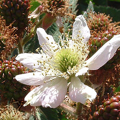 photo "MY NAME IS RUBUS FRUTICOSUS"