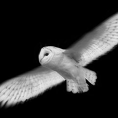 photo "Barn Owl"