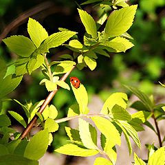 фото "Lady-bird"