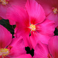 фото "Hibiscus Quartet"