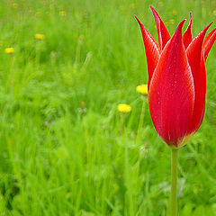 photo "Tulip"