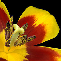 фото "Tulip #02 - More Close"