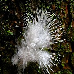 photo "Feather on tree"
