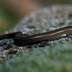 photo "Chalcides chalcides"