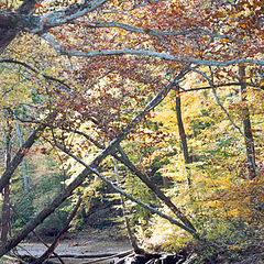 фото "yellow trees in pa"
