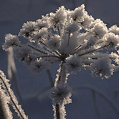 фото "Frozen plant"