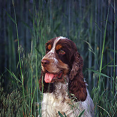 photo "Doggy Life"
