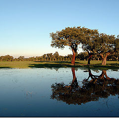 photo "Three trees"