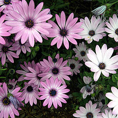 photo "backyard flowers"