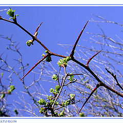 photo "Alive needles"