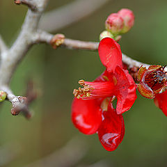 photo "Flower 14"