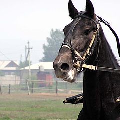 photo "Star of racetracks.."