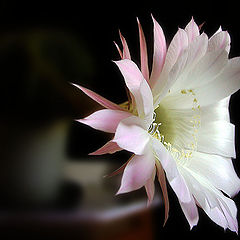 photo "The cactus blossoms"