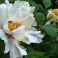 фото "Arborescent peony"