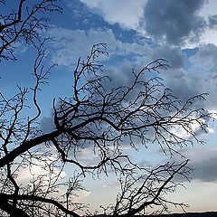 photo "an old tree"