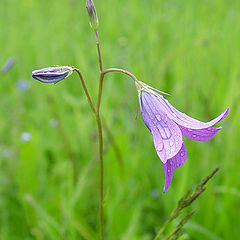 photo "Flower under a rain"