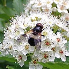 photo "Оса is a striped fly (Brooch)"