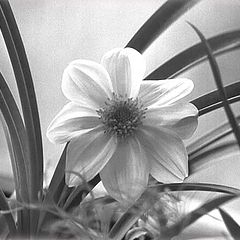 фото "цветок"