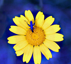 фото "BLUE AND YELLOW"