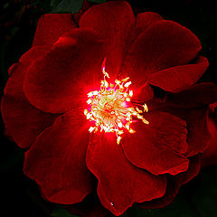 фото "Fire of the Rose"