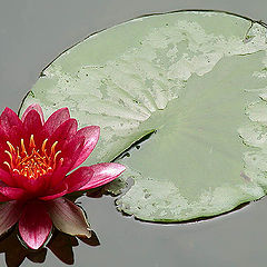 photo "Waterlily (2)"