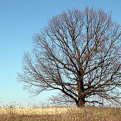 photo "Alone in the field"