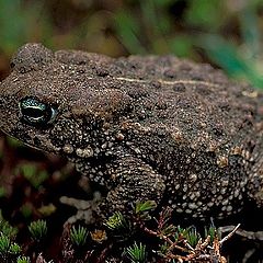 photo "Bufo calamita"