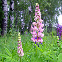 photo "Flowers under a rain - 2"