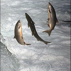 фото "Salmon Ballet"