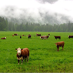 фото "Grazing cows"